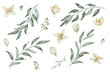 Watercolor set of illustrations. Hand painted branches with blooming flowers in white, beige colors with four petals, yellow center, buds, green leaves. Olive tree. Isolated floral, botanical clip art