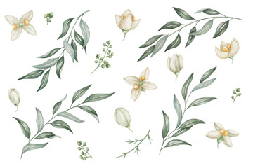 watercolor set of illustrations. hand painted branches with blooming flowers in white, beige colors 