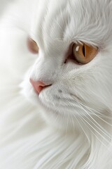 Poster - A detailed view of a white cat with vibrant orange eyes. Suitable for various uses