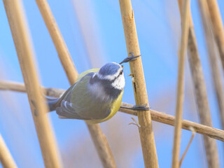 Poster - A Blue Tit looking for food in reed