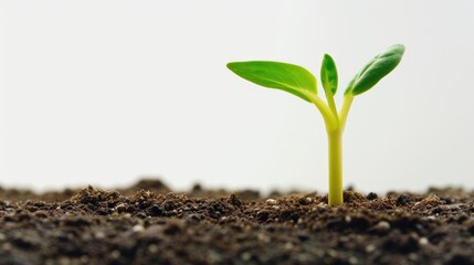 Poster - A small plant emerges from the ground, symbolizing growth and new beginnings. This image can be used to depict concepts such as nature, sustainability, and the cycle of life