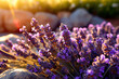 Lavender Blooms Bathed in Sunset Light - Generative AI