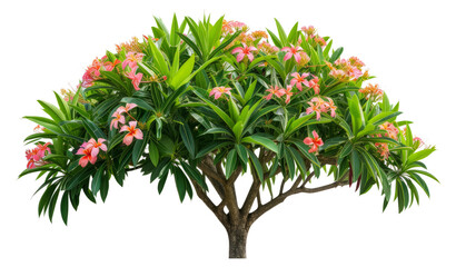 Poster - Tropical plant flower bush tree with clipping path