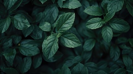 Aufkleber - A close-up view of vibrant green leaves on a plant. Suitable for various nature-related projects