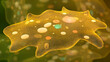 amoeba unicellular organism 3d illustration. eukaryotic organisms