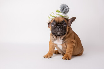 Wall Mural - A cute funny French bulldog puppy in a knitted hat and scarf sits on a white background