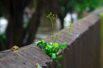 Small plant thrives amidst two ledges, adjacent to a serene water source.