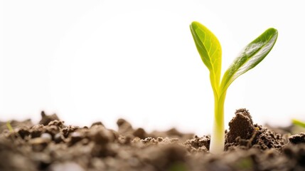 Aufkleber - A small plant is seen sprouting out of the ground. This image can be used to represent growth, new beginnings, and the beauty of nature.
