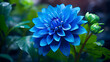blue and yellow flower,,
Blue Dahlia flower the tuberous garden plant is a symbol of a new beginning and a new chapter
