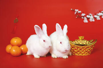 Wall Mural - Happy Lunar Chinese New Year, celebrating Mid-Autumn Festival, two cute white rabbit bunny with gold ingot, Mandarin orange and plum blossom flower on red background, lucky symbol oriental Asian style