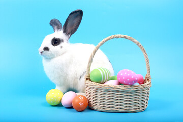 Wall Mural - Cute fluffy black spot rabbit with long ears with colorful easter eggs basket on blue background, bunny animal with easter egg, symbol of happy easter holiday festival. Spring holiday celebration.