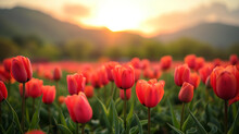 Amazing White,red, Pink Tulip Flowers Blooming In A Tulip Field, Against The Background Of Blurry Tulip Flowers In The Sunset Light. Fresh Bright Yellow Spring Tulips, Bouquet Of Spring Tulips 