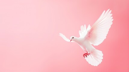 White Dove flying on pink background. Copy space for text