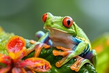 Fototapeta Zwierzęta - a frog with large red eyes sits on a flower stalk