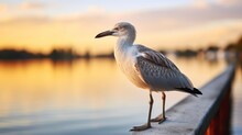 Harbor At Dusk - A Seagull Stands On The Edge Of A Pier, Bathed In The Glow Of A Setting Sun