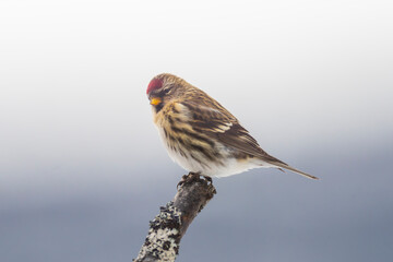 Wall Mural - Common redpoll on a branch (Acanthis flammea)