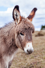 Close Up Portrait Of A Donkey With Long Ears Outside In Paddock