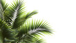 Realistic palm leaves shrubs corner on transparent backgrounds 