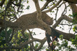 Female leopard lies on branch eating carcase