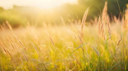 Wall Mural - Beautiful grass flower on sunset background in the meadow with sunlight.