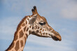 © Austockphoto - Giraffe close up, side view