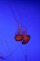 Méduse orange sur fond bleu dans un aquarium