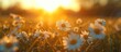 © orendesain99 - White daisy flower blooms in a field during sunset summer landscape blur background. AI generated