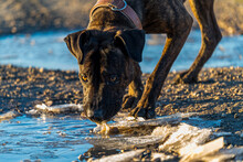 Brown And Black Dog Of The Villain Breed Drinking Water From A Puddle On A Country Road.
