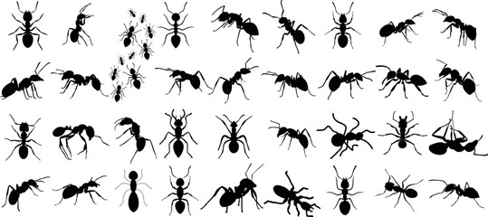 Wall Mural - Ant silhouettes, diverse species, dynamic poses, black on white. Perfect for scientific illustrations, educational content, graphic design projects