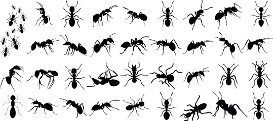 Wall Mural - detailed ant silhouettes, various species, positions. Ideal for educational content, artwork, pest control promotions. Isolated on white background