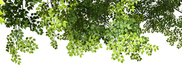Wall Mural - Verdant branches and leaves tree canopy on transparent backgrounds 3d rendering png