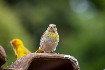 Canario da Terra, bird of the Brazilian fauna. In Sao Paulo, SP. Beautiful yellow bird