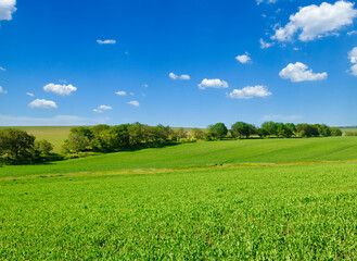 Wall Mural - Green field and blue sky.