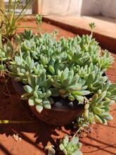 Echeveria Prolific. Succulent Plant. Green Plant In Gardening Pot, Nature And Flora Concept Under Sunlight