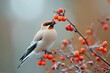 Amidst the winter's cold embrace, a vibrant cedar waxwing delicately perches on a twig, feasting on the succulent berries that adorn the branch