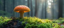 Enchanted Forest Amanita Mushroom In Morning Light