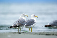 Few California Gulls Are Standing And Resting At The Sandy Beach.