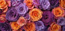 Vibrant Array Of Purple And Orange Roses Close-up