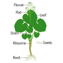 Wall Mural - Parts of wasabi eutrema japonica plant isolated on a white.