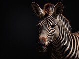 Fototapeta Konie - Zebra in the Shadows