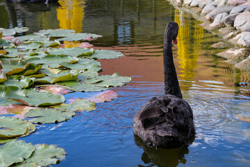 Black Swan On Pond. Graceful Black Swan Swimming In A Pond.