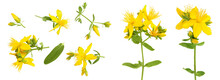 Saint John's Wort Or Hypericum Flowers Isolated On White Background. Top View. Flat Lay