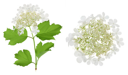 Wall Mural - Viburnum flower isolated on a white background