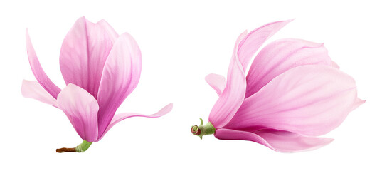 Wall Mural - Pink magnolia flower isolated on white background with full depth of field