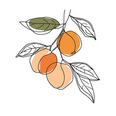 Wall Mural - Simple line drawing illustration of an orange on a tree branch
