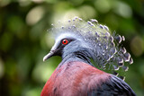 Fototapeta Zwierzęta - Victoria Crowned Pigeon (Goura victoria) in Papua New Guinea