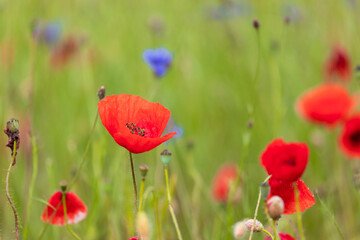  Bright red poppies and blue cornflowers in the field