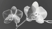  A Black And White Photo Of Two Orchids On A Black And White Photo Of Two Orchids On A Black And White Background.