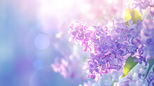 Beautiful Wide Angle Soft Spring Background With Lilac Flowers. Panoramic Pastel Floral Pink And Purple Template Web Banner. Greeting Card With Copy Space. Illustration For Albums, Notebooks.