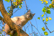 A young, playful cat with green eyes sits on a tree